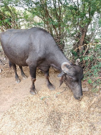 પેલું વેતર વિહાશે