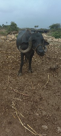 ભેંસ વેચવાની છે