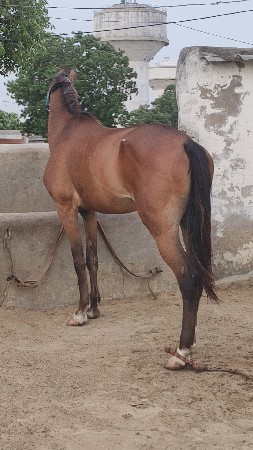 Ghodi
