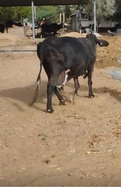 એચએફ ક્રોસ વેચવાની છે