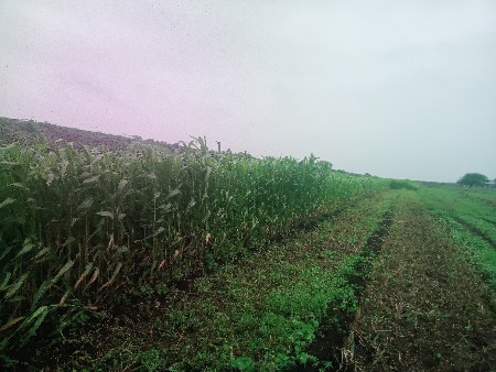 લીલી જુવાર વેચવાની છે