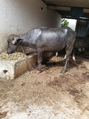ખડેલું આપવાનું