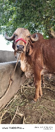 ગીર ગાય