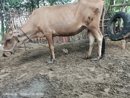 જર્સી ગાય વેચવાની છે