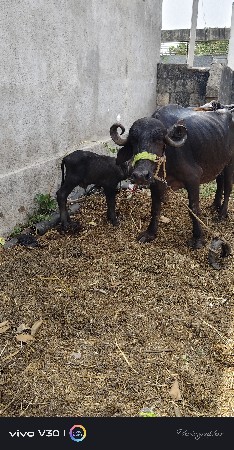 ભેશ વેચવાની છે