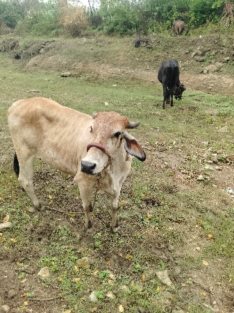 4 mahino gabhni se