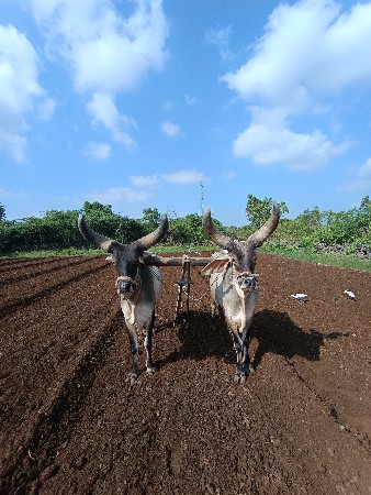 બળદ વેચવાના છે