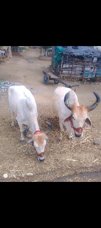 ક્યાં છો જુનાગઢ જુનાગઢ કેશોદ ભરત વ