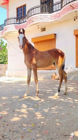 વછેરો