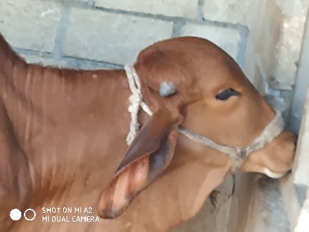 વાંસલડી દેવાની છે