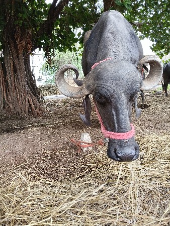ભેંસ વેચવાની છે