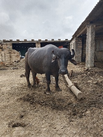જગદીશભાઈ ભુપતભાઈ