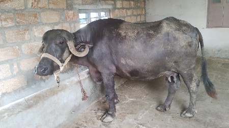 જાફરાબાદી ભેંસ વેચવાની છે