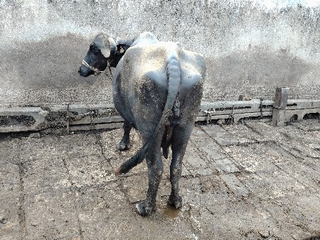 veshvani