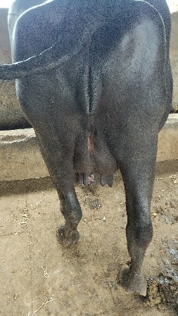 ભેંસ વેચવા ની છે