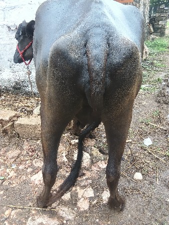 1વેતર ની ખડેલી