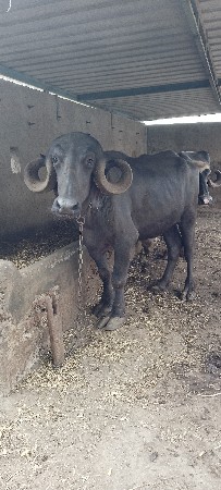 વેચવાની છે