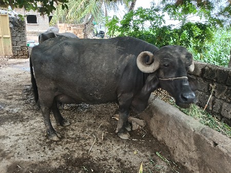 વેતર 3 વ્યાસે