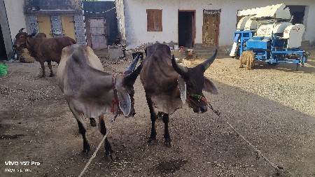 ghodhla vechva na che