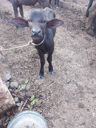 ભૈસ વેચવાની છે