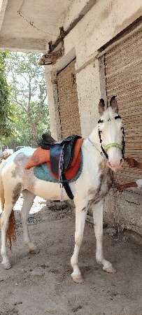 ઘોડી વેચવાની છે સાતા પણ કરવા
