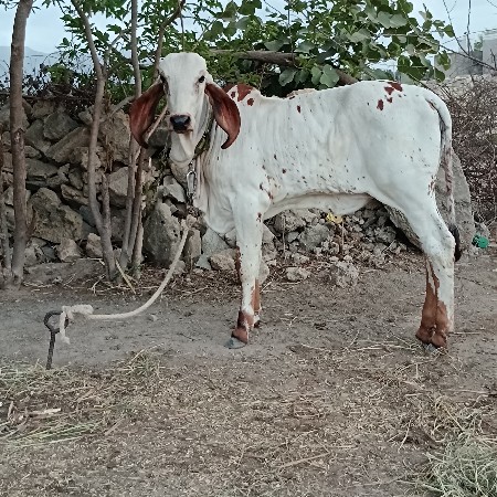 ગાય વેચવાની છે