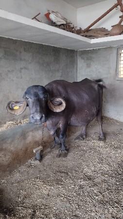 bhes vesav se 3 ju vetar
