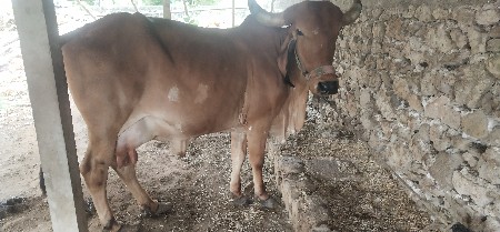 ગાય આપવાની છે