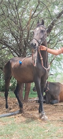 ghodi vechvani che