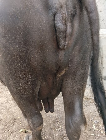 આ બેસ વેચવાની છે