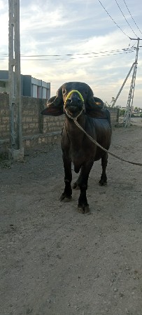 ભેંસ વેચવાની છે
