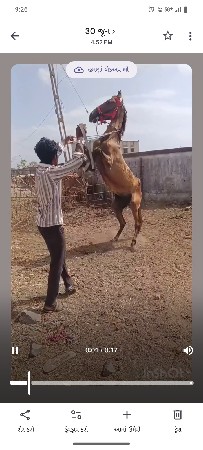 ઘોડી સાટા કરવાના છે