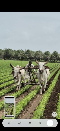 બળદ વેસવાના સે