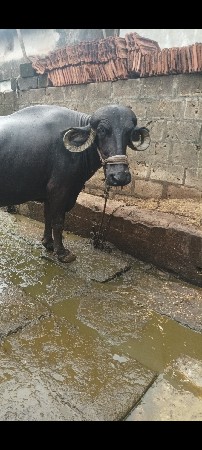 ભેંસ વેચવાની છે