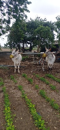 બળદ  વેચવાના છે