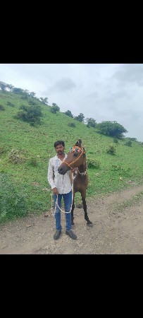 પ્યોર કાઠીયાવાડી ઘોડી