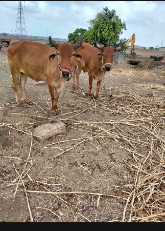 ગોઢલા વેચવાના છે
