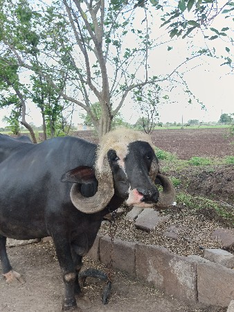 આ ભેસ વેચવાની છે