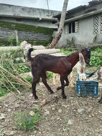 દેશી બકરો છે