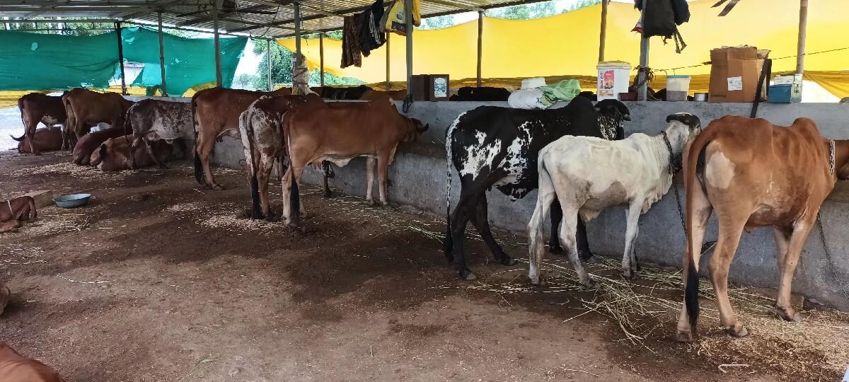 11 ગાયો વેચવાની છે