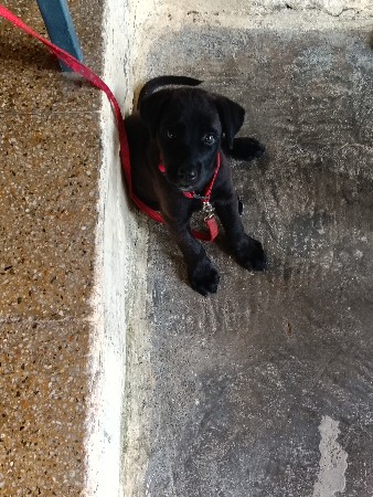 German Sheph black