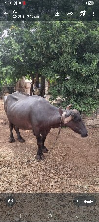 ભેશ વેચવાની છેં