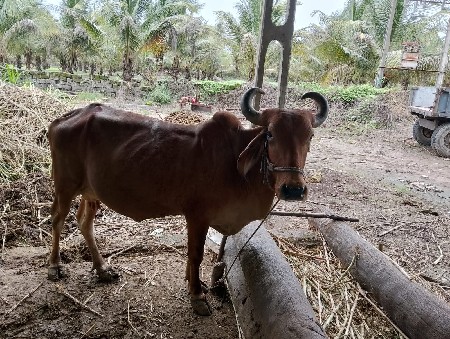 દેશી ગાય વેચવાની છે.