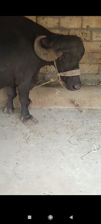 આ ભેંસ વેસવાની છે
