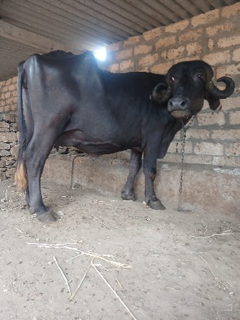આ.જાફરી.ખડાયવેશવાનિછે