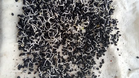 ડુંગરી નું બિયારણ