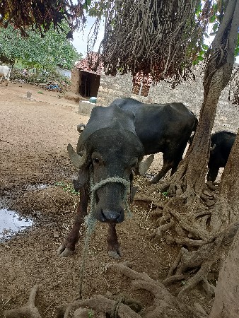 પાડો વેચવાનો સે