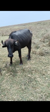 ટોટલ જવાબ દારી