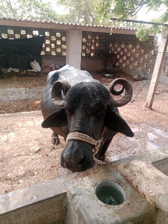 ભેંસ વેચવાની છે