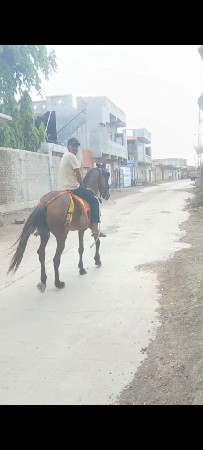 ઘોડી વેચવા ની છે